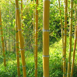 Bamboo-Garden